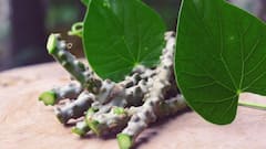 Herbal Healing: 7 Natural Remedies To Prevent Flu And Cold