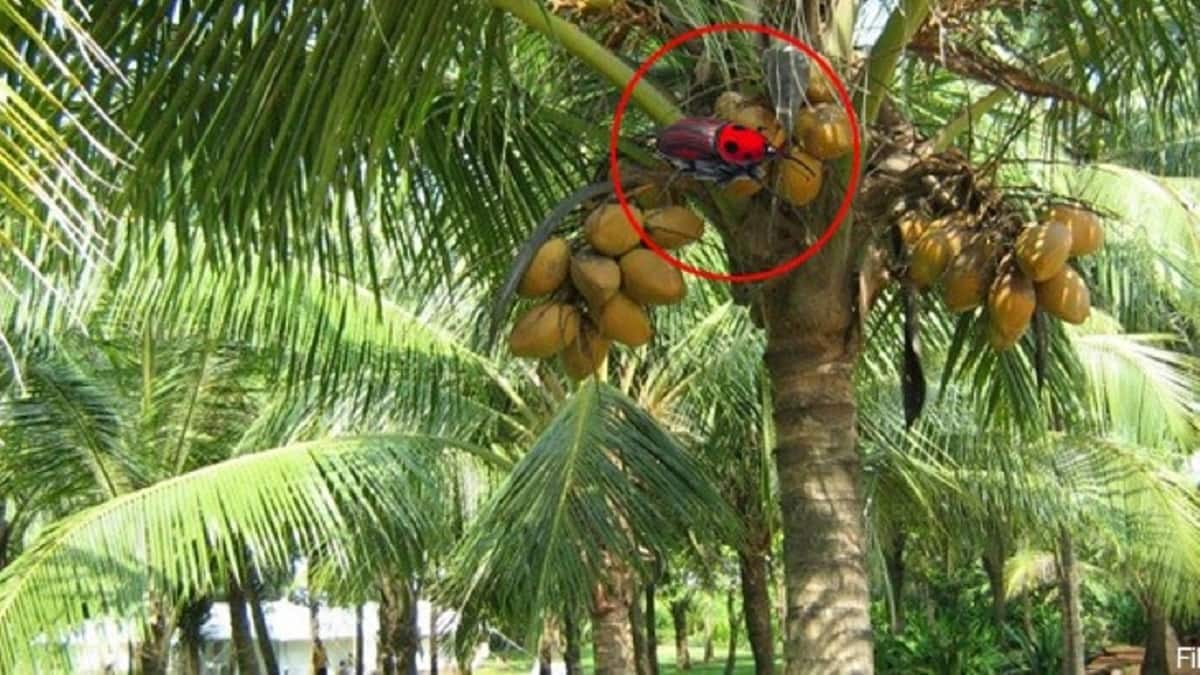 தென்னையில் சிவப்பு கூண் வண்டு தாக்குதலா... வேளாண் துறை கொடுத்த அட்வைஸ்