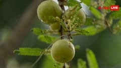 सर्दियों में स्किन के लिए बेस्ट हैं ये सुपरफूड्स, रग- रग में ला देते हैं निखार