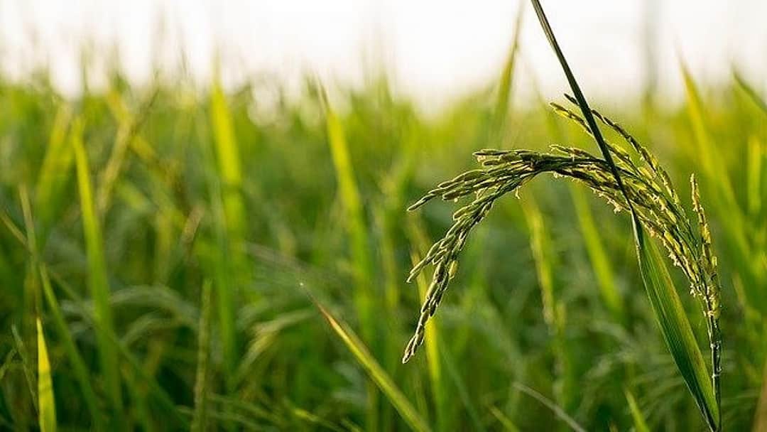 பயிர் காப்பீடு செய்யும் தேதியை நீட்டிப்பு செய்ததற்கு தமிழக அரசுக்கு விவசாயிகள் சங்கம் நன்றி