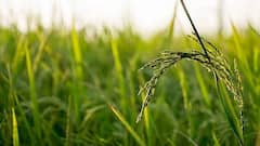 பயிர் காப்பீடு செய்யும் தேதியை நீட்டிப்பு செய்ததற்கு தமிழக அரசுக்கு விவசாயிகள் சங்கம் நன்றி