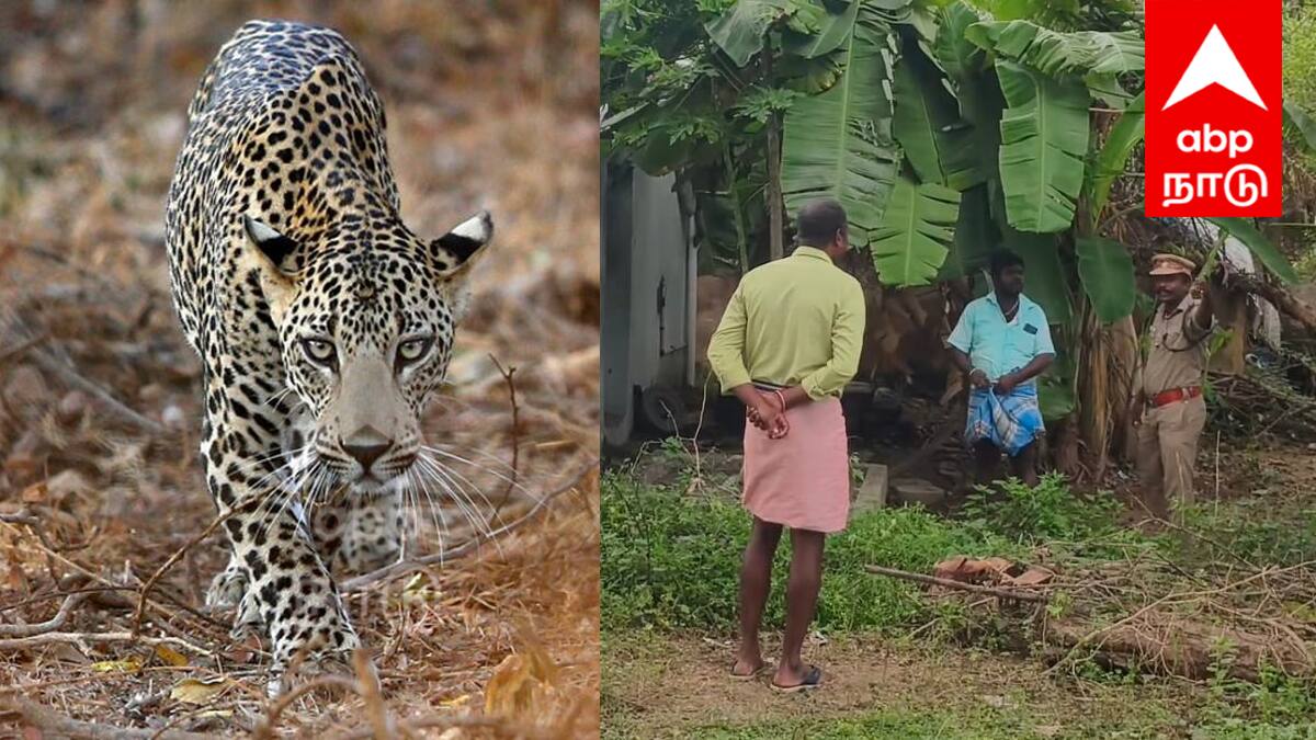 விழுப்புரம் அருகே சிறுத்தை பீதி: ஓய்வு பெற்ற வனத்துறை ஊழியர் பரபரப்பு தகவல்!
