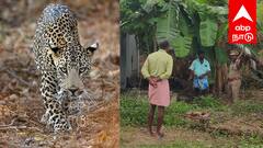 விழுப்புரம் அருகே சிறுத்தை பீதி: ஓய்வு பெற்ற வனத்துறை ஊழியர் பரபரப்பு தகவல்!