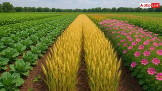 એક જ ખેતરમાં કઈ રીતે ઉગાડી શકો છો ફૂલ, શાકભાજી અને અનાજ, ખેડૂત ભાઇઓ શીખી લો ફાયદાનો સોદો