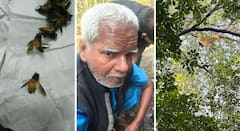 नागपूरच्या मनोरुग्णालयात मधमाशांचा हल्ला, एकाचा दुर्दैवी मृत्यू; 39 मनोरुग्णांसह 2 कर्मचारी जखमी