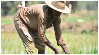 PM Kisan Yojana Eligibility: ఇతరుల భూమిలో పనిచేసే కౌలురైతులు కూడా పీఎం కిసాన్ నిధిని పొందవచ్చా?