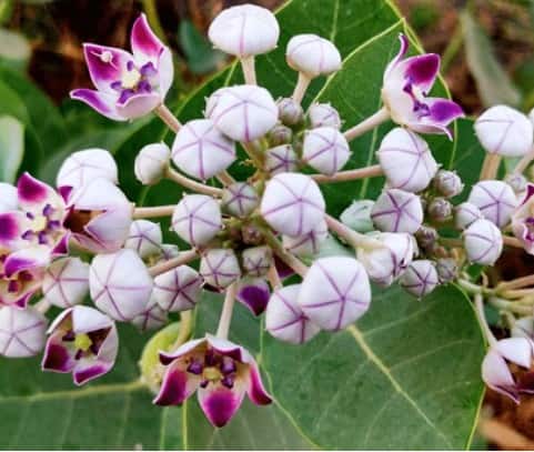 ਅੱਕ ਦੇ ਫੁੱਲਾਂ ਦੇ ਅਦਭੁਤ ਸਿਹਤ ਫਾਇਦੇ; ਕੁਦਰਤੀ ਦਵਾਈ ਜੋ ਬਿਮਾਰੀਆਂ ਨੂੰ ਕੋਸ਼ਾਂ ਦੂਰ ਰੱਖਦੇ!