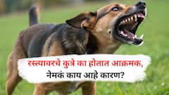 Stray Dog Issue : रस्त्यावरचे कुत्रे का होतात आक्रमक? खऱ्या कारणांचा उलगडा!