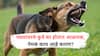 Stray Dog Issue : रस्त्यावरचे कुत्रे का होतात आक्रमक? खऱ्या कारणांचा उलगडा!