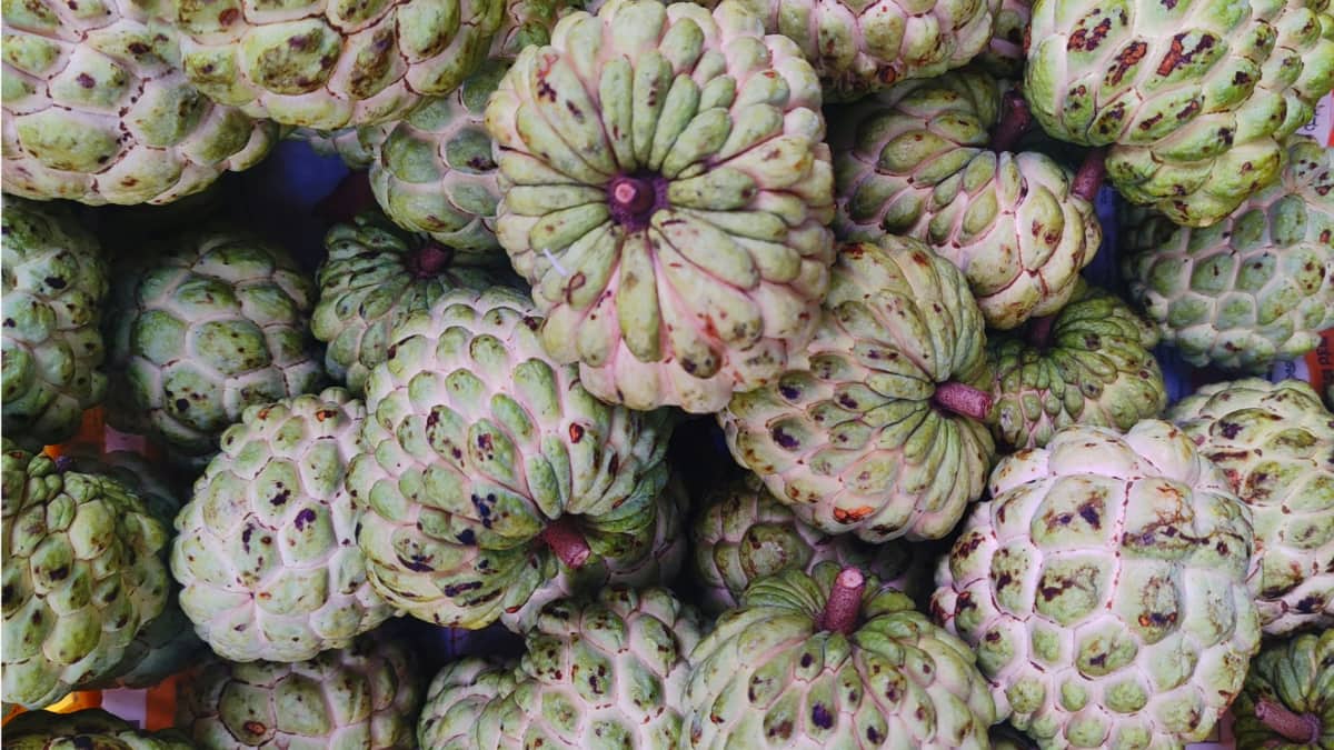 7 Winter Fruits You Should Eat For Stronger Lungs And Better Breathing This Season