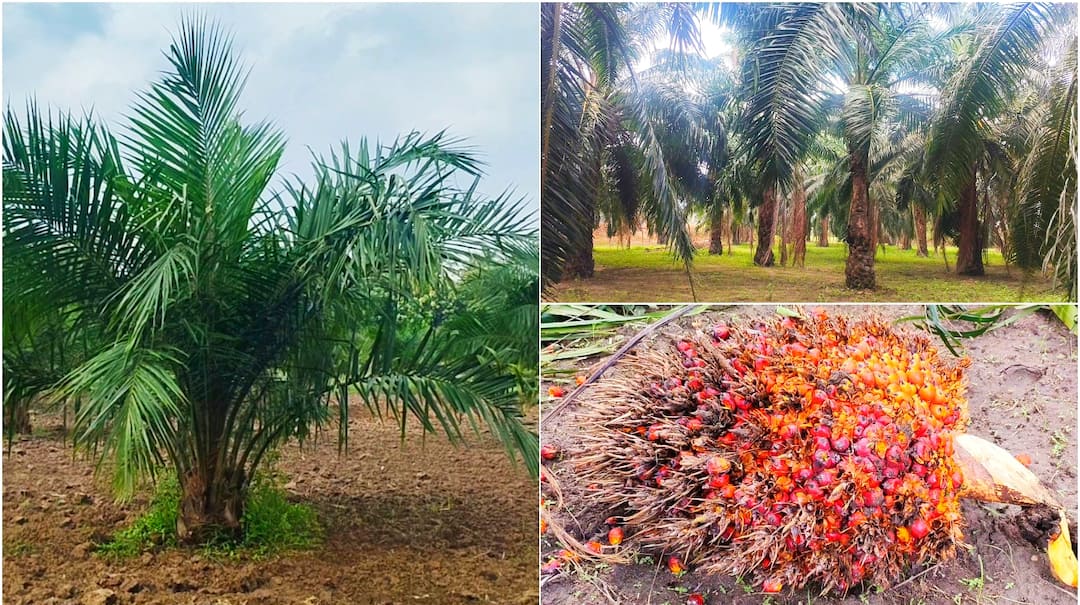 லட்சங்களில் லாபம் தரும் பாமாயில் சாகுபடி: மானிய திட்டங்களால் விவசாயிகளுக்கு இரட்டிப்பு லாபம்!