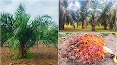 லட்சங்களில் லாபம் தரும் பாமாயில் சாகுபடி: மானிய திட்டங்களால் விவசாயிகளுக்கு இரட்டிப்பு லாபம்!