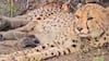 First India-Born Cheetah Mukhi Gives Birth To 5 Cubs At Kuno National Park