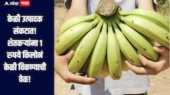 केळी उत्पादक संकटात! शेतकऱ्यांना 1 रुपये किलोनं केळी विकण्याची वेळ, तर शहरात एक डझनला 60 ते 70 रुपये