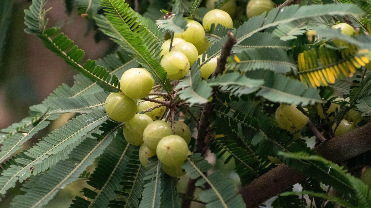 7 Winter Fruits You Should Eat For Stronger Lungs And Better Breathing This Season