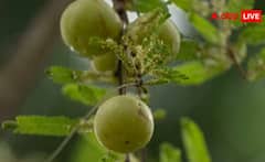 ਸਰਦੀਆਂ 'ਚ ਖਾਓ ਆਹ ਫਲ, ਰਗ-ਰਗ 'ਚ ਆਵੇਗਾ ਨਿਖਾਰ