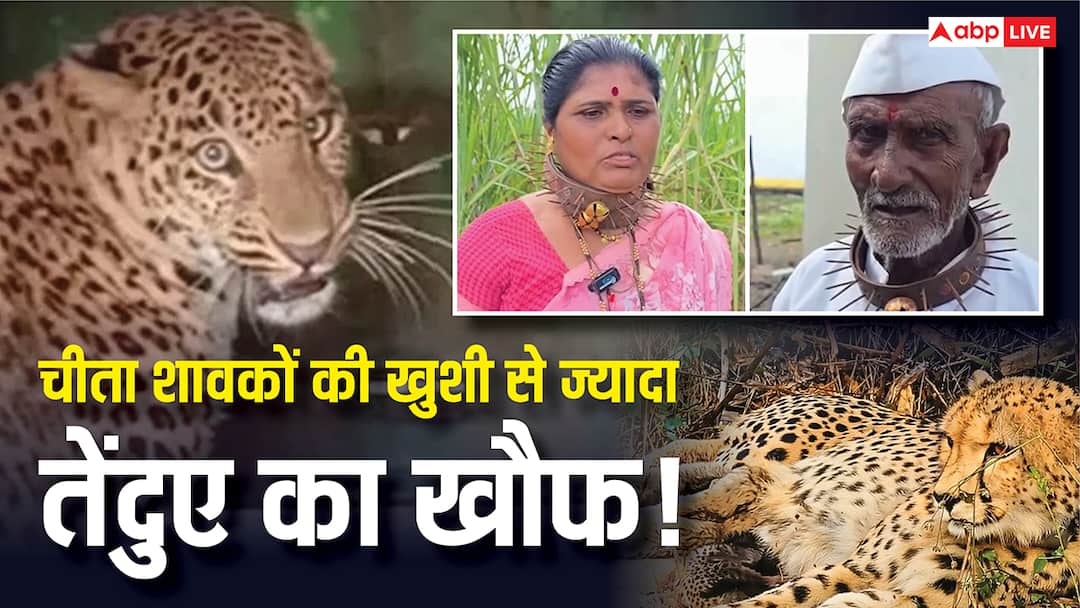 explained-spiked-iron-belts-leopard-terror-500-villages-guldaar-tiger-fear-wildlife-management-forgotten-cheetah-joy-india-2025 Explained: 73 साल बाद 5 चीतों के जन्म की खुशी को तेंदुए-बाघ-गुलदार ने किए काफूर, इंसान कीलों का पट्टा पहनने को मजबूर