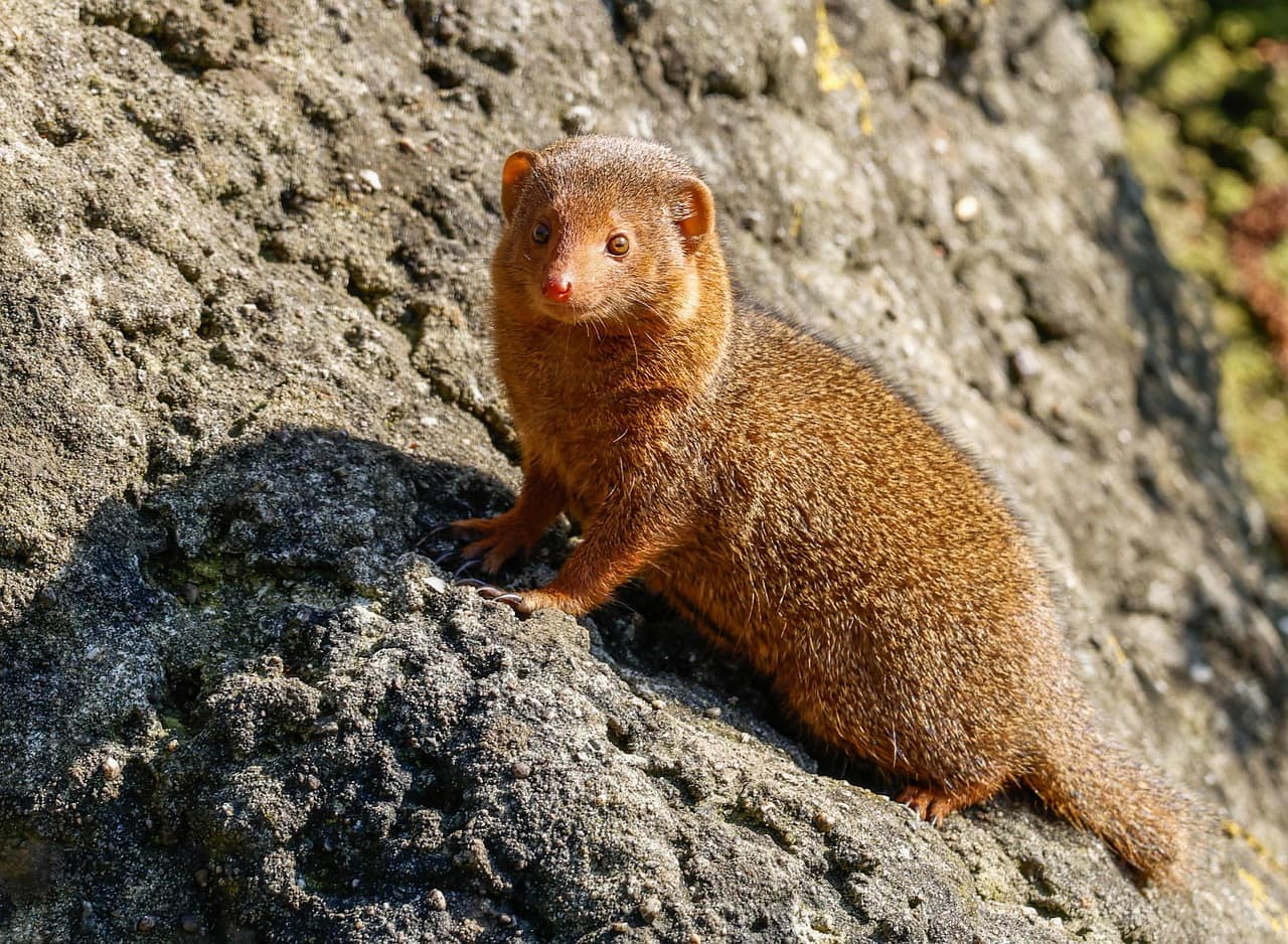 கீரி உங்கள் எதிரில் வந்தால் என்ன பலன்?