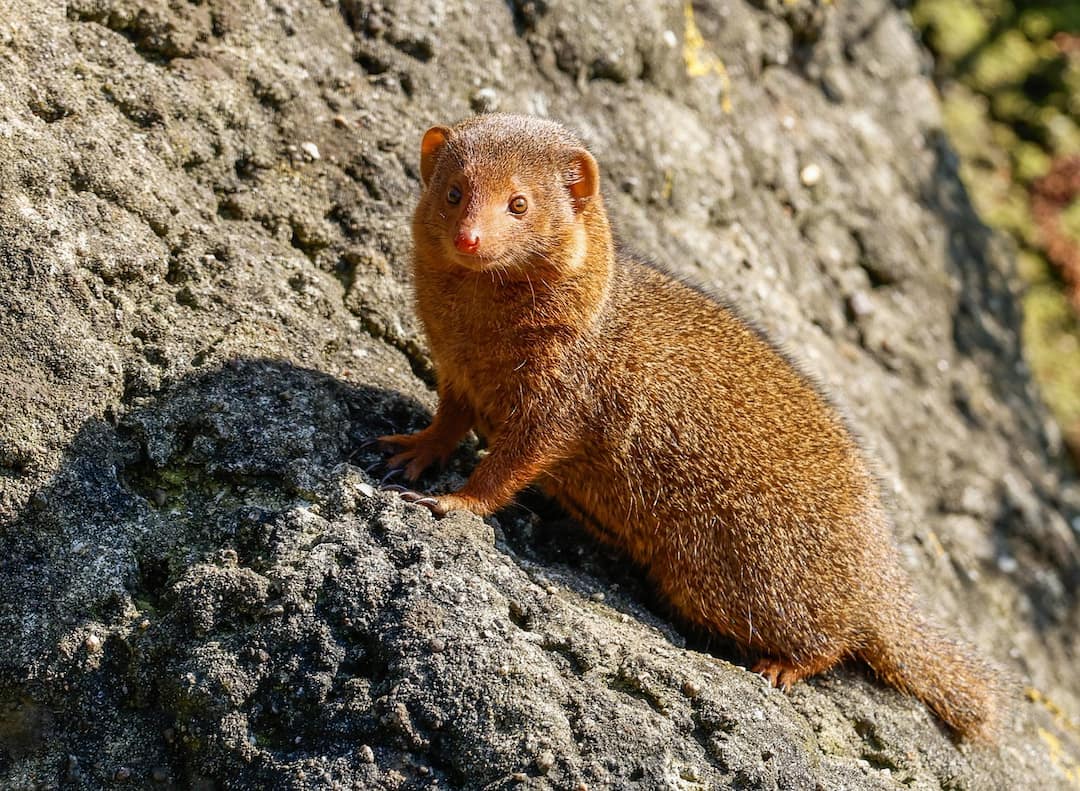 கீரி உங்கள் எதிரில் வந்தால் என்ன பலன்?