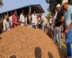 Amreli News: માર્કેટિંગ યાર્ડો મગફળીથી છલકાયા, પણ ખેડૂતો રાતા પાણીએ રડ્યા; જાણો કેમ 500 રૂપિયાની ખોટ ખાવા બન્યા મજબૂર?