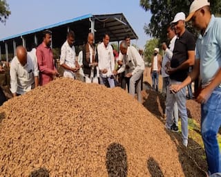 Amreli News: માર્કેટિંગ યાર્ડો મગફળીથી છલકાયા, પણ ખેડૂતો રાતા પાણીએ રડ્યા; જાણો કેમ 500 રૂપિયાની ખોટ ખાવા બન્યા મજબૂર?