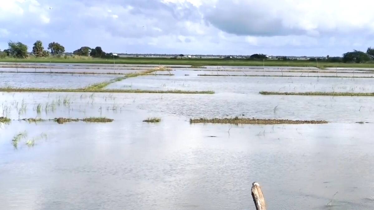 நாகையில் மீண்டும் கொட்டித் தீர்க்கும் கனமழை: வடிகால் ஆற்றில் அடைப்பு; 2000 ஏக்கர் நெற்பயிர்கள் வெள்ளத்தில் மூழ்கி அழுகும் அபாயம்!