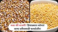 Corn VS Millet: मका की बाजरी? हिवाळ्यात कोणतं धान्य शरीरासाठी फायदेशीर?