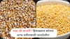 Corn VS Millet: मका की बाजरी? हिवाळ्यात कोणतं धान्य शरीरासाठी फायदेशीर?