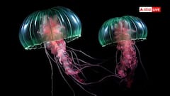 World Oldest Living Creature: આ છે દુનિયાનો સૌથી જૂનો જીવ, વર્ષોથી આજે પણ છે જીવતો