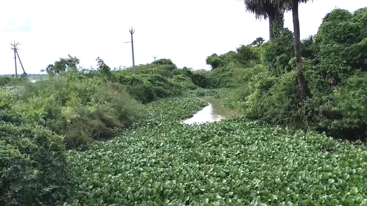 நாகையில் மீண்டும் கொட்டித் தீர்க்கும் கனமழை: வடிகால் ஆற்றில் அடைப்பு; 2000 ஏக்கர் நெற்பயிர்கள் வெள்ளத்தில் மூழ்கி அழுகும் அபாயம்!