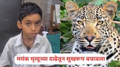 बिबट्याने हल्ला करताच आरडाओरडा, हातावर खोल जखमा झाल्या, पण मयंक मृत्यूच्या दाढेतून सुखरूप बचावला; पालघरमध्ये नेमकं काय घडलं?