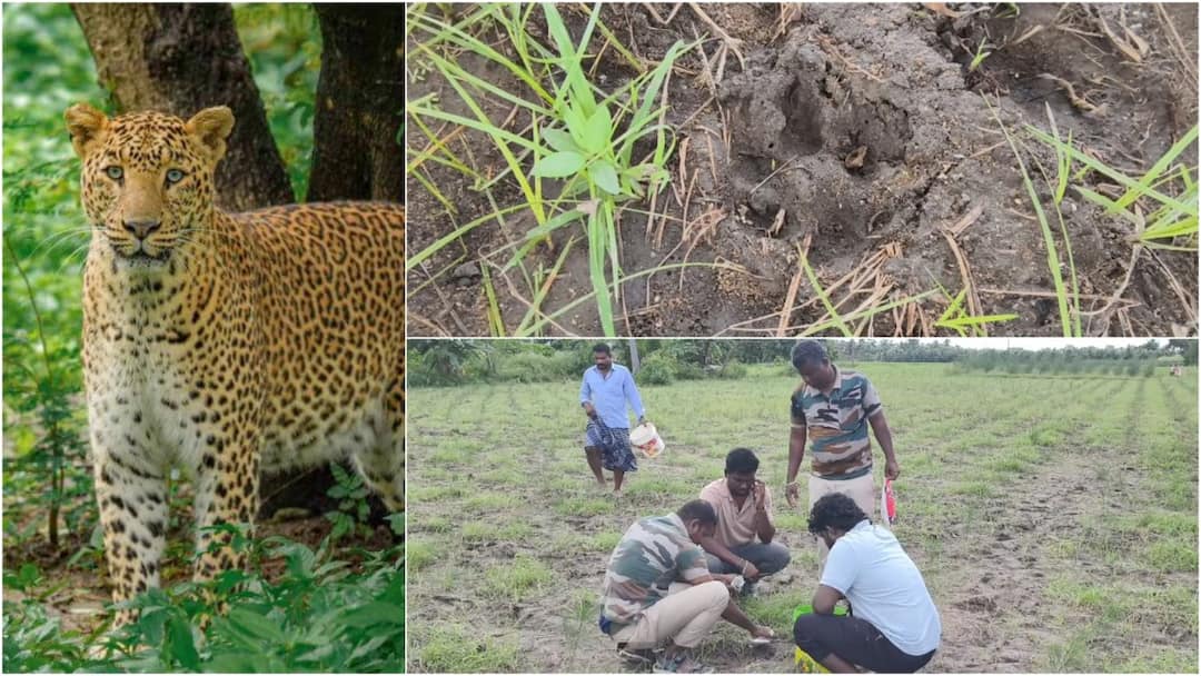 விழுப்புரம் அருகே சிறுத்தை கால் தடங்கள்: கிராம மக்கள் அச்சம்! வனத்துறை எச்சரிக்கை !
