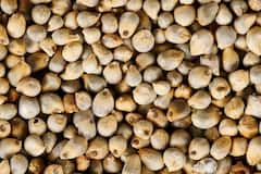 Corn VS Millet: मका की बाजरी? हिवाळ्यात कोणतं धान्य शरीरासाठी फायदेशीर?