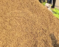 Amreli News: માર્કેટિંગ યાર્ડો મગફળીથી છલકાયા, પણ ખેડૂતો રાતા પાણીએ રડ્યા; જાણો કેમ 500 રૂપિયાની ખોટ ખાવા બન્યા મજબૂર?