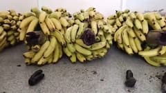 Banana Stems Stuffed With Marijuana, Cigarettes Seized At Shivamogga Jail In Karnataka