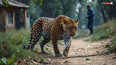 महाराष्ट्र: विक्रमगड में 11 साल के छात्र पर तेंदुए ने किया हमला, स्कूल बैग ने ऐसे बचा ली जान