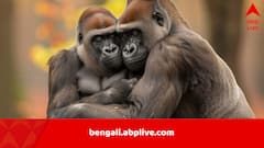 আধুনিক মানুষকে চুম্বন শেখাল কে? নিয়ান্ডারথালদের থেকেই কি শিক্ষা? বিবর্তনের ইতিহাস ঘেঁটে যা উঠে এল…