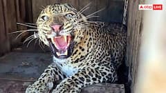 महाराष्ट्र के नाशिक में तेंदुए का आतंक, सीसीटीवी में घूमता दिखा, स्थानीय लोगों ने सुनाई आपबीती