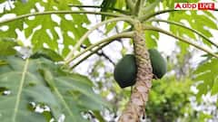 Health Tips: આ 4 લોકોએ પપૈયા ખાવાનું બંધ કરી દેવું જોઈએ; આ સુપરફ્રૂટ તેમના સ્વાસ્થ્યને બગાડી શકે છે