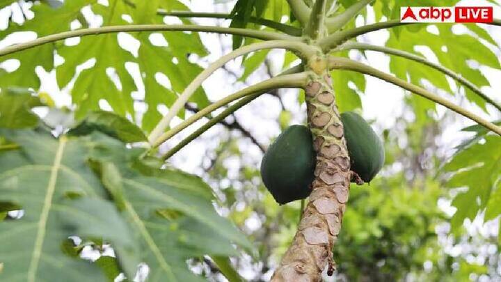 ગર્ભાવસ્થા દરમિયાન કાચું કે અર્ધ પાકેલું પપૈયા ટાળવું જોઈએ. તેમાં લેટેક્સ અને પપેનનું પ્રમાણ વધુ હોય છે, જે ગર્ભાશયના સંકોચનનું કારણ બની શકે છે. આનાથી અકાળે ડિલિવરી શકે છે. તેથી, ડોકટરો સામાન્ય રીતે સગર્ભા સ્ત્રીઓને પપૈયાને સંપૂર્ણપણે ટાળવાની સલાહ આપે છે.