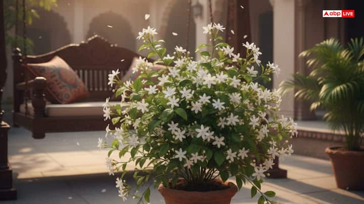 वास्तुशास्त्र के अनुसार घर में कुछ पौधों को लगाना बहुत शुभ माना गया है. मान्यता है कि ऐसा करने से घर में हमेशा सकारात्मकता बनी रहती है. इन्हीं में मोगरे का पौधा एक ऐसा साधन है, जिससे घर में सुख-समृद्धि आती है और परिवार का माहौल खुशनुमा बना रहता है.