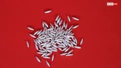 Akshat Puja: पूजा में अक्षत का उपयोग क्यों अनिवार्य माना जाता है? जानिए अक्षत का महत्व