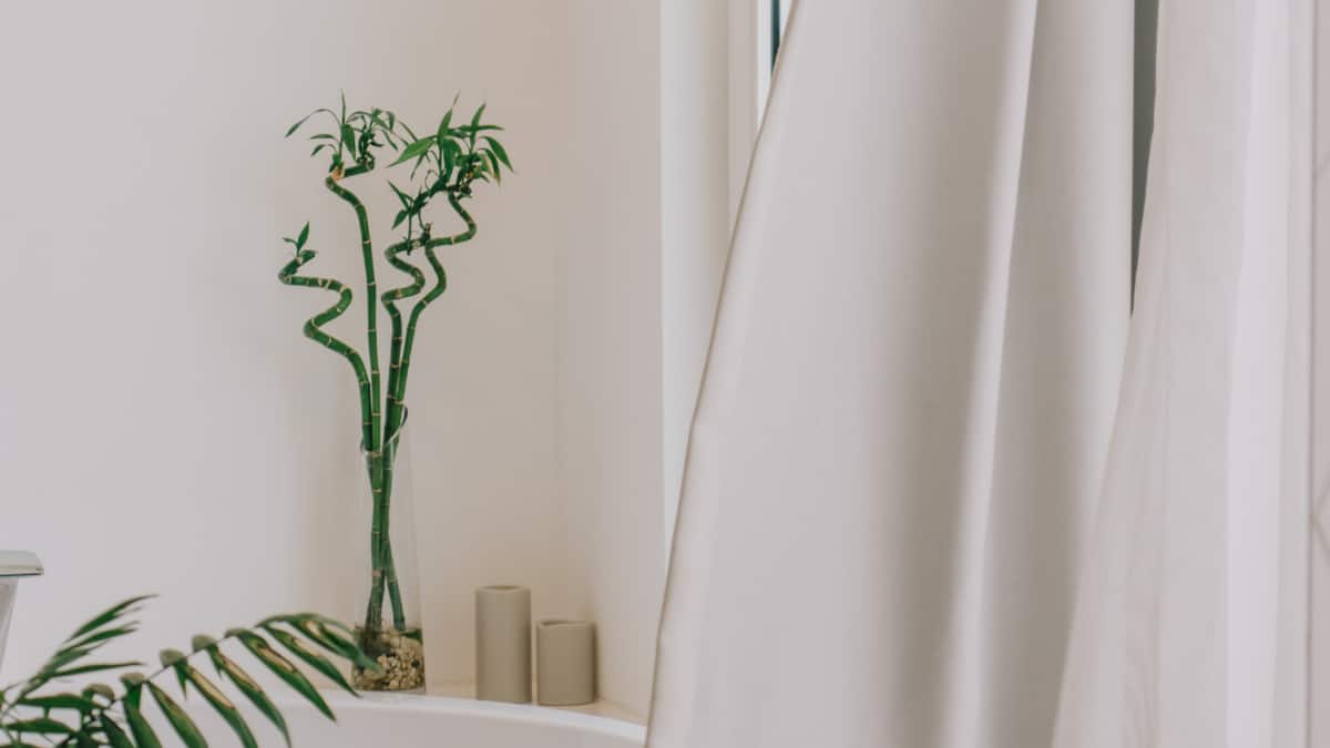 (Image Source: Canva)