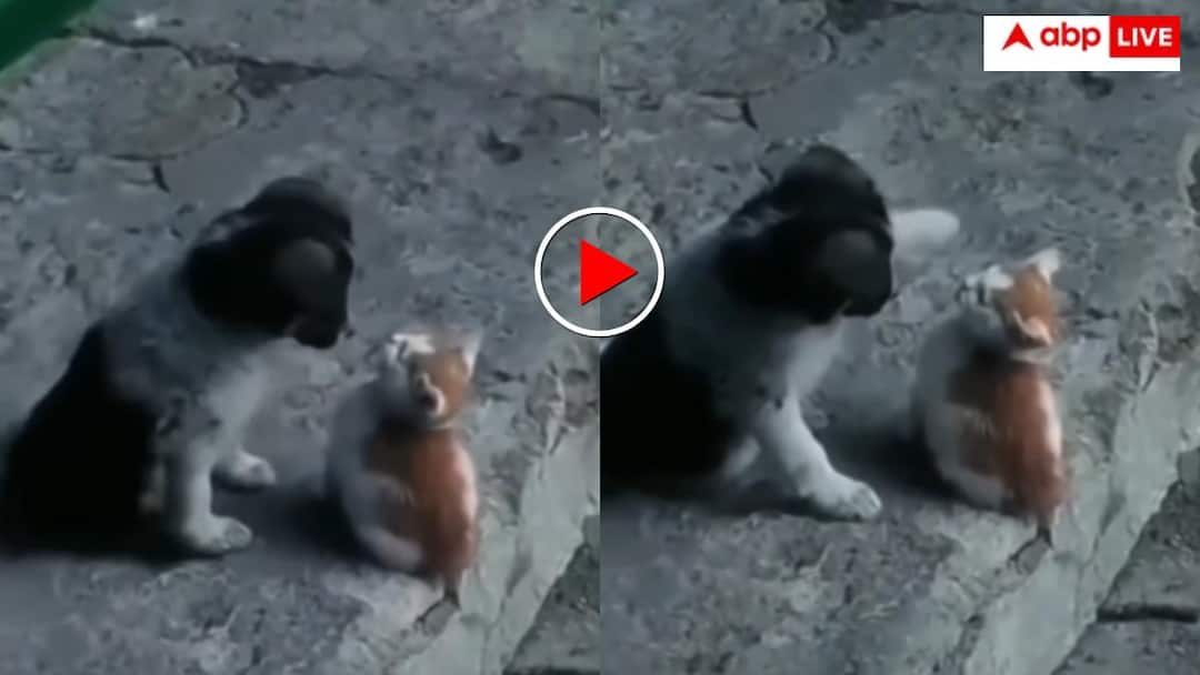 Love between dog and cat Users said Dogesh Bhai society will not accept it video goes viral एक-दूजे की मुहब्बत में पड़े बिल्ली और कुत्ता, यूजर्स बोले- सोसायटी नहीं मानेगी डॉगेश भाई