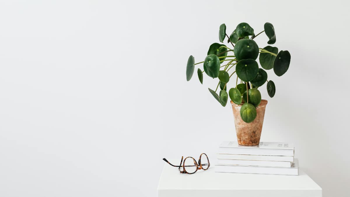 (Image Source: Canva)