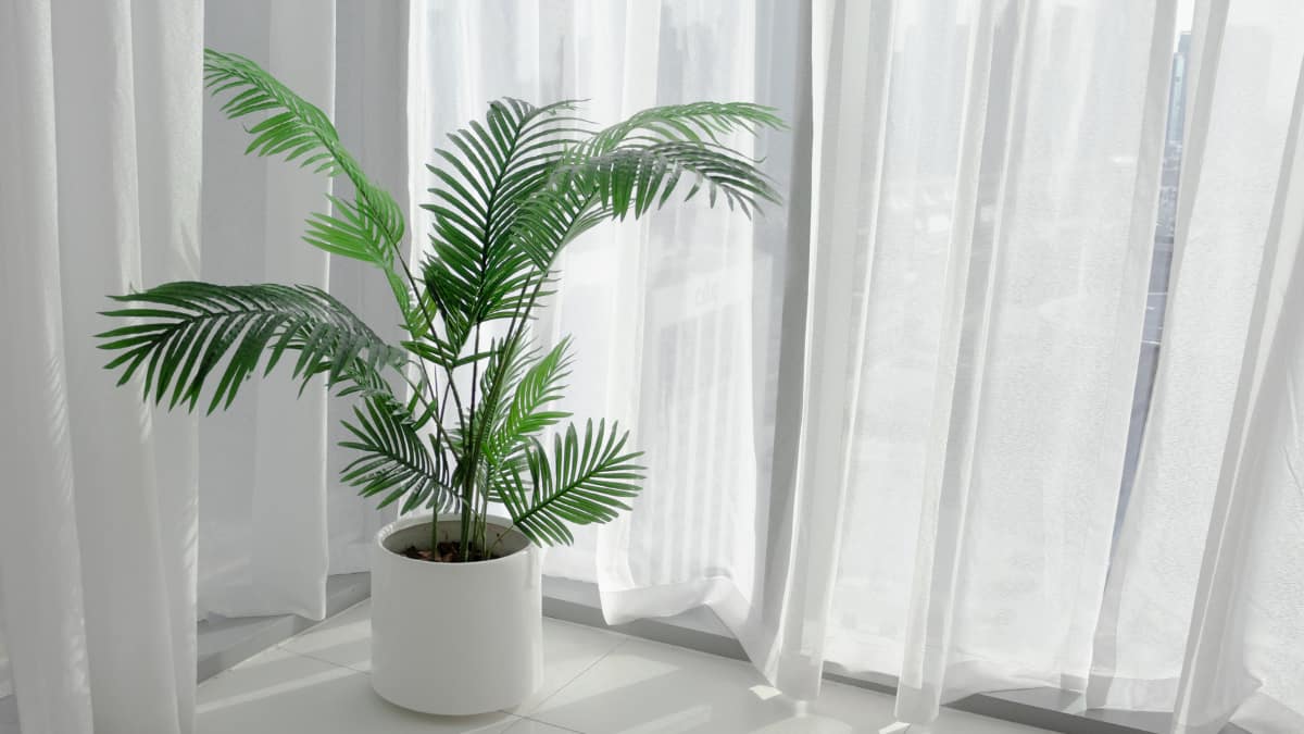 (Image Source: Canva)