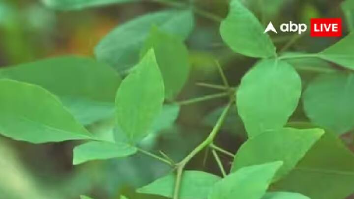 ધાર્મિક રીતે, બેલનું વૃક્ષ અને તેના પાંદડા પવિત્ર માનવામાં આવે છે. આ વૃક્ષ ભગવાન શિવને ખાસ પ્રિય છે. જોકે બેલનું વૃક્ષ કાંટાળું હોય છે. વાસ્તુ અનુસાર, ઘરમાં કાંટાળું વૃક્ષ વાવવું અશુભ માનવામાં આવે છે. વધુમાં, ઘરની ખૂબ નજીક મોટું બેલનું વૃક્ષ હોવું પણ અશુભ માનવામાં આવે છે. આનું કારણ એ છે કે બેલનો પડછાયો એક અગ્નિ ઊર્જા વહન કરે છે જે ઘરના શાંતિપૂર્ણ વાતાવરણને વિક્ષેપિત કરી શકે છે.