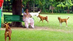 छत्तीसगढ़ में इस अजब फैसले से शिक्षक हैरान! बच्चों की पढ़ाई छोड़ कुत्तों के पीछे दौड़ेंगे टीचर