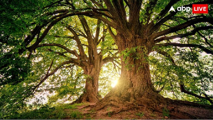 પ્રાચીન ભારતીય શાસ્ત્રો વૃક્ષને વિશેષ મહત્વ અને દરજ્જો આપે છે. કેટલાક વૃક્ષોને પવિત્ર માનવામાં આવે છે, જ્યારે કેટલાકને અશુભ માનવામાં આવે છે. વૃક્ષો ઘરમાં સૌભાગ્ય અને સકારાત્મક ઉર્જા લાવે છે. જો કે, કેટલાક વૃક્ષો એવા પણ છે જેમનો પડછાયો અશુભ માનવામાં આવે છે.