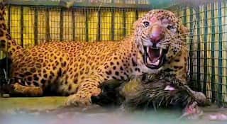Leopard Attack : बिबट्याची दहशत! शिकारीच्या शोधात दबा धरुन बसलेल्या बिबट्याचा शाळकरी मुलावर हल्ला; पुण्याच्या खेडमधील घटना
